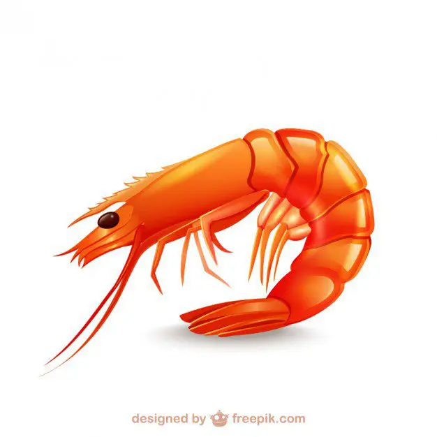 shrimp artwork