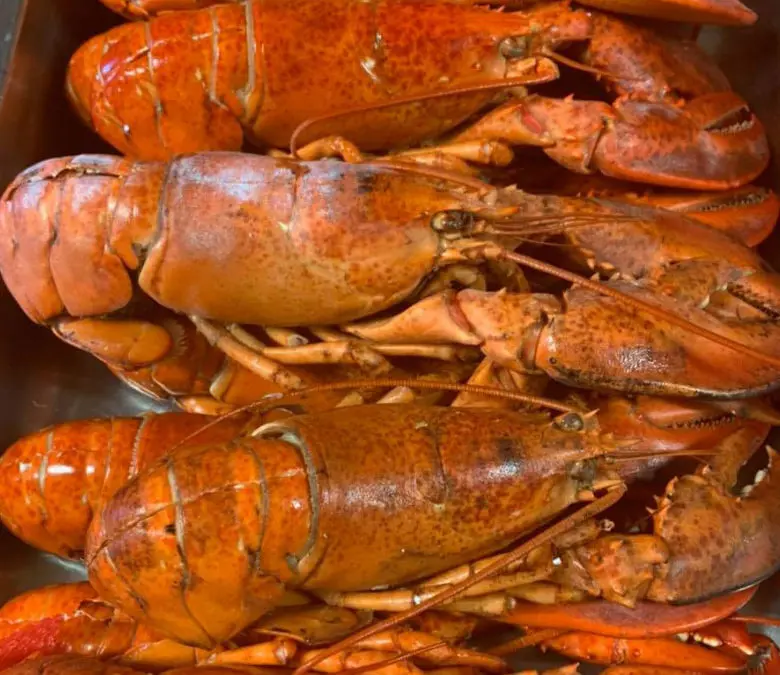 jimmys obx seafood buffet lobster